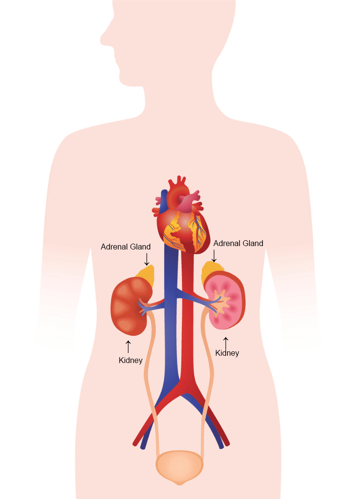 adrenal-glands